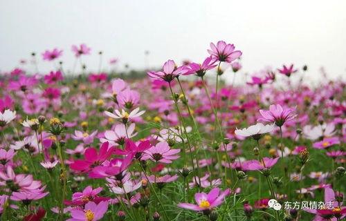 格桑花开的时候,高原春天的美丽诗篇