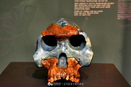 人类标本,探寻生命奥秘的窗口